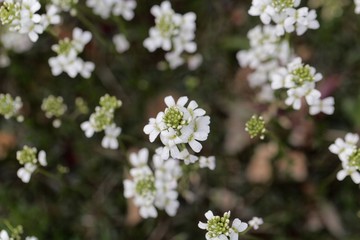 Spreading rock cress (Arabis procurrens)
