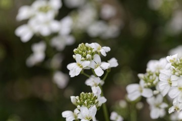 Spreading rock cress (Arabis procurrens)