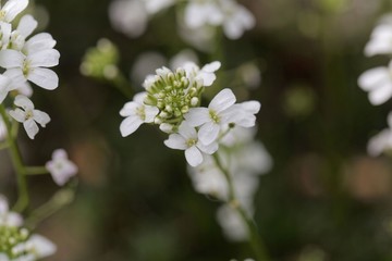 Spreading rock cress (Arabis procurrens)