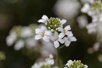 Spreading rock cress (Arabis procurrens)