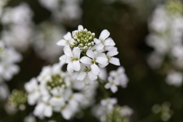 Spreading rock cress (Arabis procurrens)