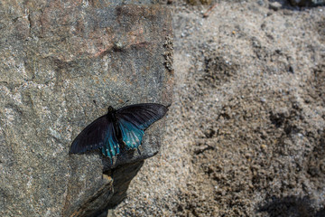 Pipevine Swallowtail butterfly, Battus philenor, perched on a rock with plenty of copy space, outside shot.
