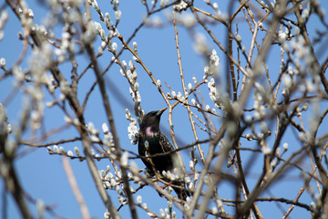 Common starling (Sturnus vulgaris) sitting on bare spring branches with catkins against clear blue sky