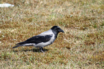 Hooded crow (Corvus cornix) against dry grass