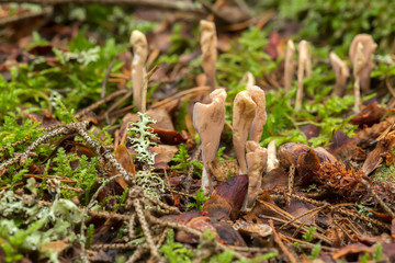 Club fungi, Clavariadelphus growing in coniferous environment