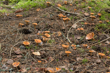 Russulaceae mushrooms in coniferous environment