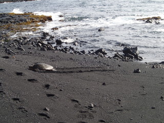 Fototapeta na wymiar turtle on black sands