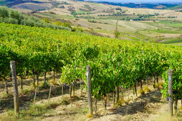 Fototapeta na wymiar Grape farm in Italy, winery yard