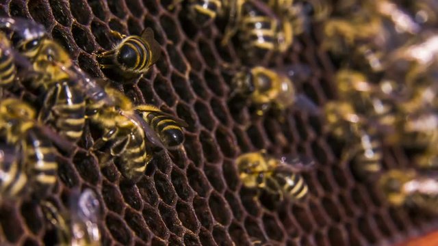 Bees work on empty honeycomb