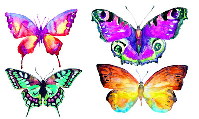 Obraz na płótnie Canvas beautiful butterfly,watercolor, isolated on a white