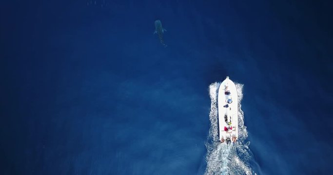 Underwater shooting of sharks swimming in a herd. Concept of: exploration, vacations, snorkeling, exotic places, divers, sharks.