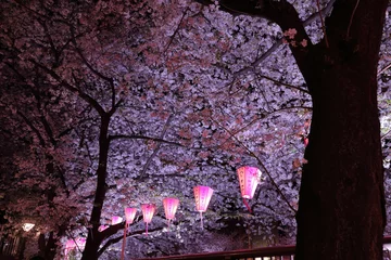 Crédence de cuisine en verre imprimé Fleur de cerisier Observation nocturne des cerisiers en fleurs sur la rivière Meguro
