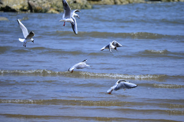 Seagulls fly in free
