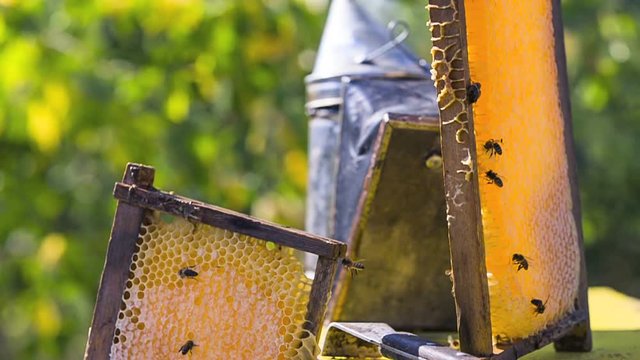 Bees on honeycombs filled with honey