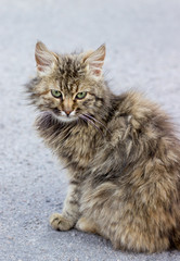 beautiful cat with green eyes