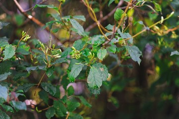 Branch green leaves with water drops and immature seed pods after the rain on blurred background of trees, close-up.
