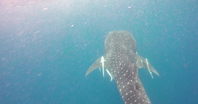 Underwater shooting of sharks swimming in a herd. Concept of: exploration, vacations, snorkeling, exotic places, divers, sharks.