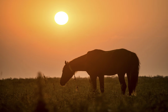 Wonderful detail in nature. The silhouette of a large horse up close. The horse stands  and watches the environment. Beautiful sunset and orange sky in the background.