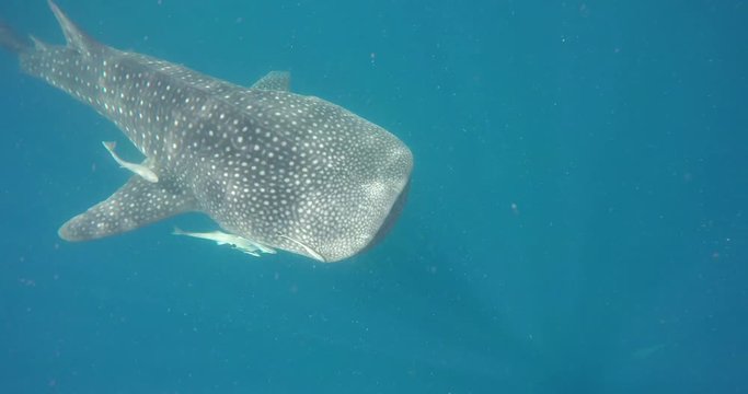 Underwater shooting of sharks swimming in a herd. Concept of: exploration, vacations, snorkeling, exotic places, divers, sharks.