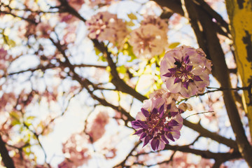 Acacia. Spring blooming flowers of pink acacia.