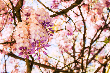 Acacia. Spring blooming flowers of pink acacia.