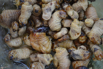 Suri - an Amazonian grub that feeds on palm sap, grilled and served as a snack food in Iquitos, Peru