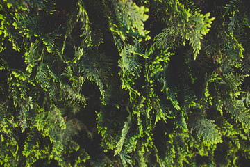 Background. Spring greens hedge. Fresh green plant. 