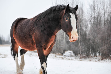 Fototapeta na wymiar Winter Overcast brings out the Beautiful Color of the Clydesdale Horse on the Farm