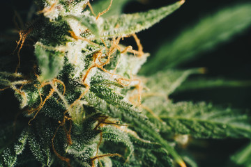sugar trichomes cbd thc, concepts of grow and use of marijuana for medicinal purposes. Concepts...