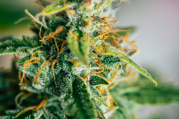 cannabis buds Macro shot on weed with sugar trichomes. concepts of grow and use of marijuana...