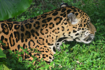 A Jaguar in the Amazon rain forest. Iquitos, Peru