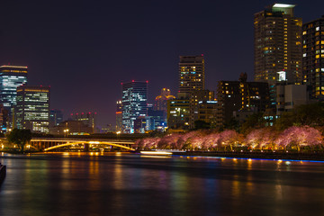 Naklejka premium 大阪・夜桜