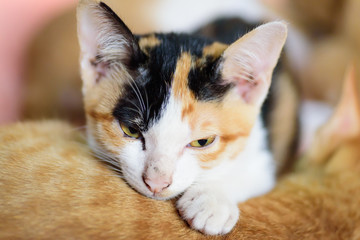 Close up of tricolor cat face, pets at home