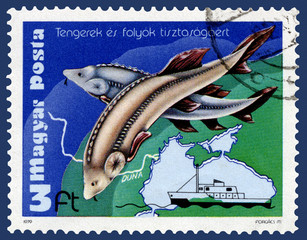 Sturgeon Postage Stamp from Hungary