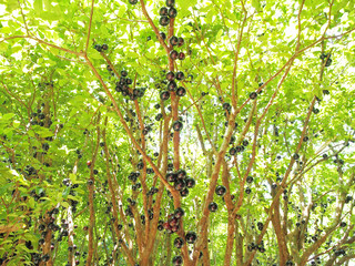 Ripe jabuticaba fruit on tree.  