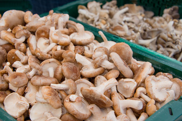 Mushroom Bins Background