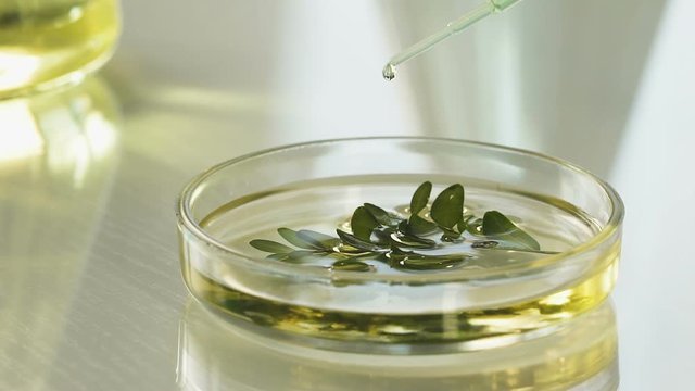 Scientist adds few drops of reagent to mixture with plant, experiments slow-mo