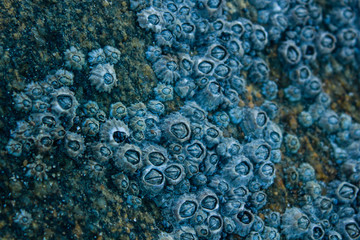 Thoracicas on a rock. This photograph was taken in Matinhos, Paraná, Brasil. April 10, 2018.