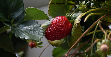 Ripe berries and foliage strawberry plant. Fresh strawberries that are grown on organic farm. Red and green Strawberries on a strawberry plantation.