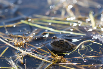 Mr Frog chilling in a pond 