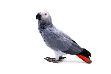 ヨウム