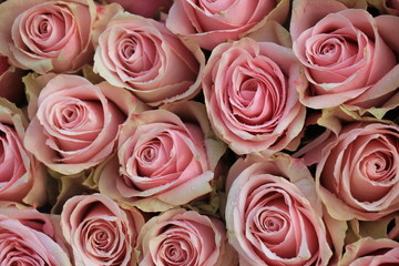  pink wedding roses
