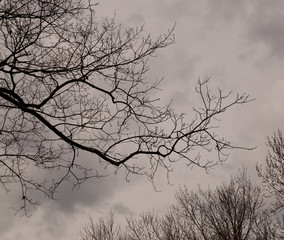 Looking up into bare trees with stormy dark sky 