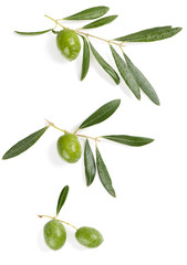 Olives on a branches, close up.