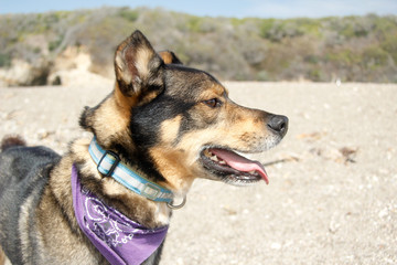 Mixed breed Rotweiller Husky rescue with bandanna plays outside