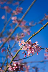 Close up of cherry blossom flowers with blue sky.