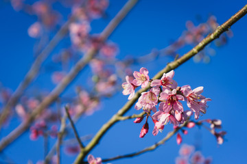 Close up of cherry blossom flowers with blue sky.