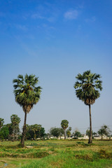Fototapeta na wymiar Sugar palm and paddy field with blue sky.