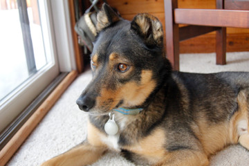Mixed breed Rotweiller Husky rescue sits inside and waits
