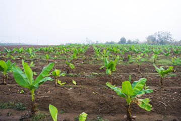 Banana plantation. Banana Farm. Young banana plants in rural farm in the moring